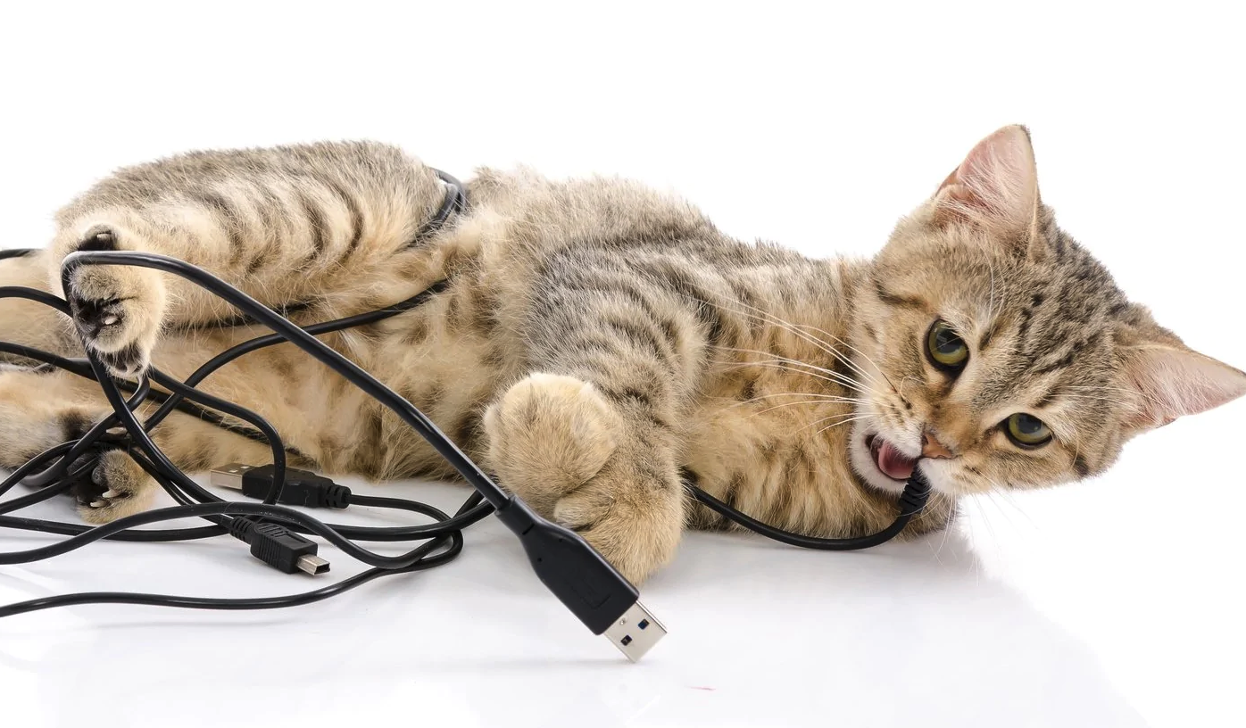 kablolarla oynayan kedi