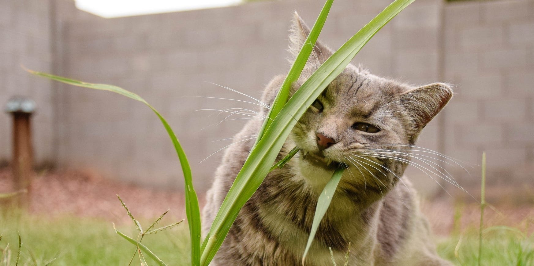 bahçede ot yemeye çalışan kedi