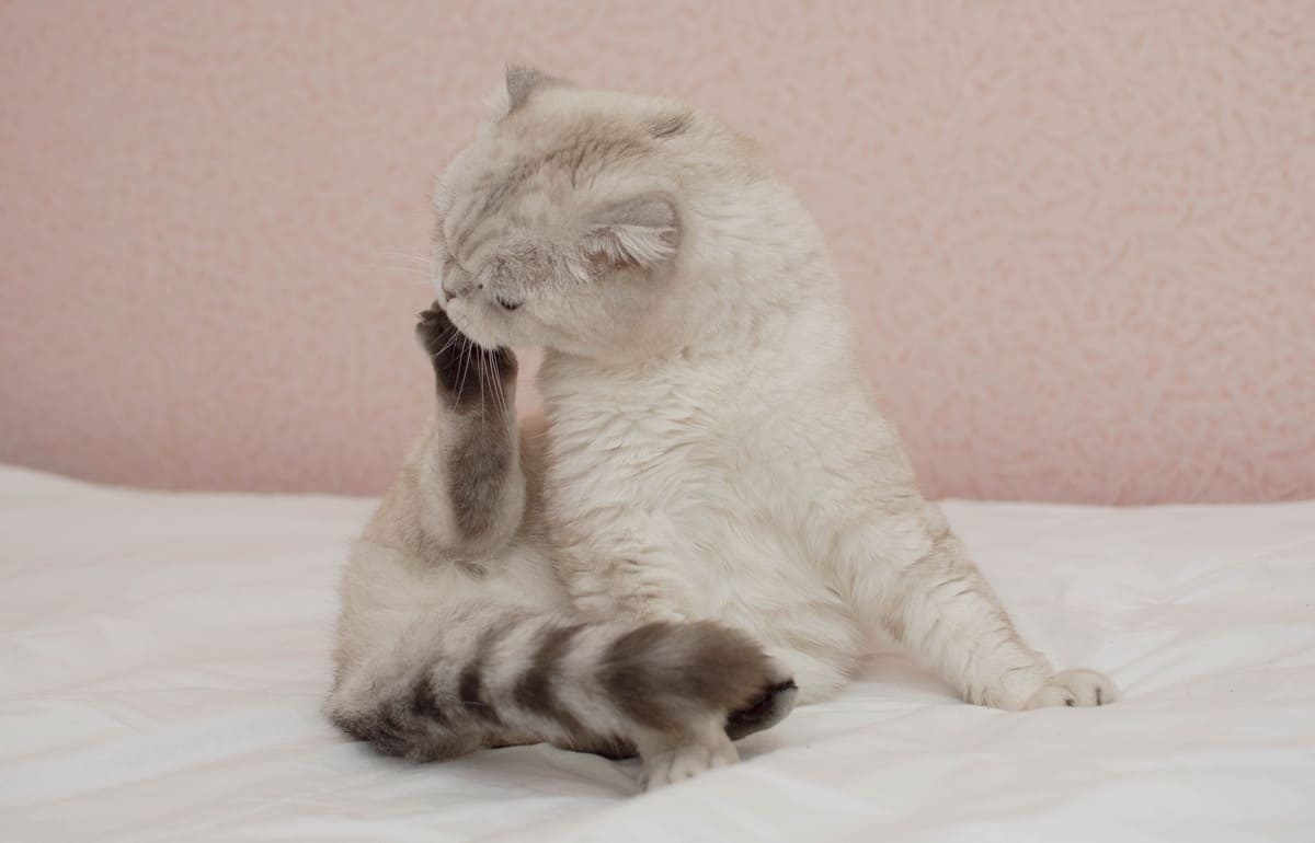 temiz yatakta patisini yalayan kedi