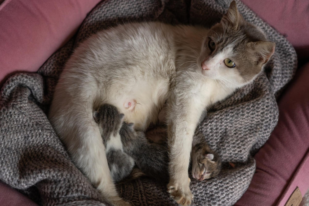 örtünün üzerinde yatan anne kedi