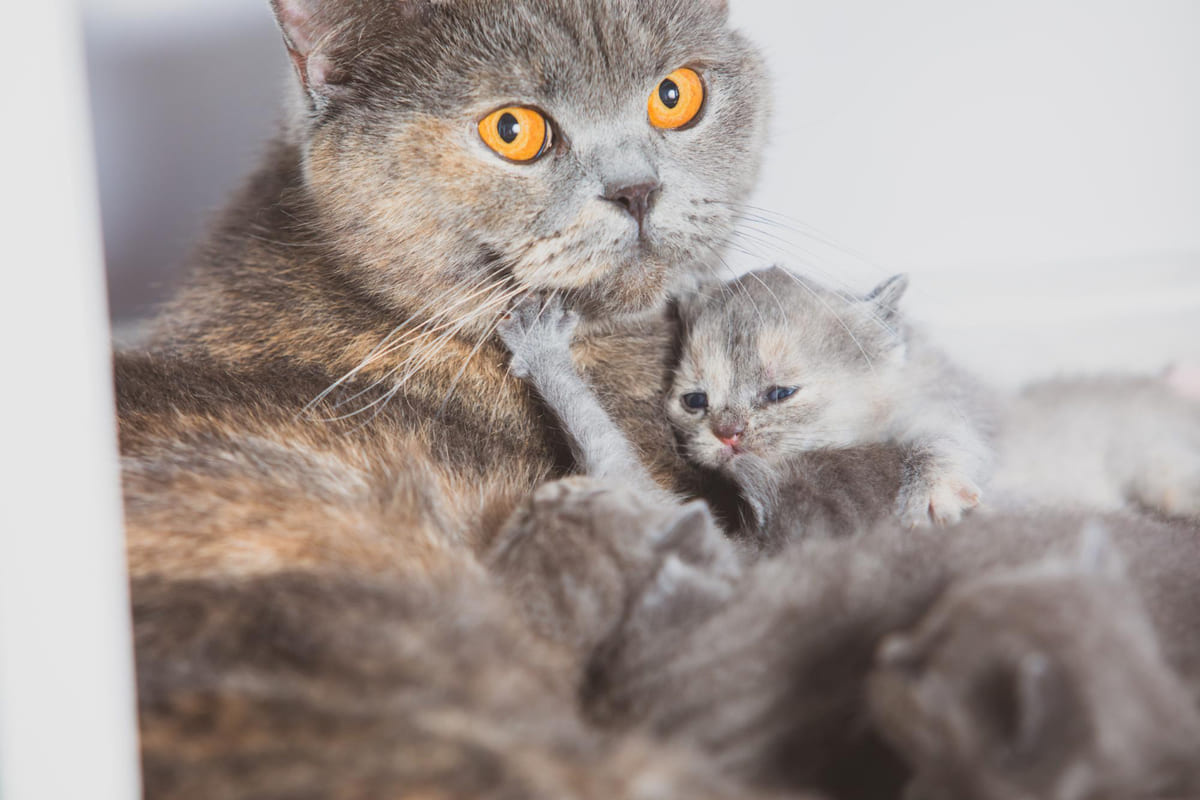yanında yavrusu olan sarı gözlü kedi kadraja bakıyor
