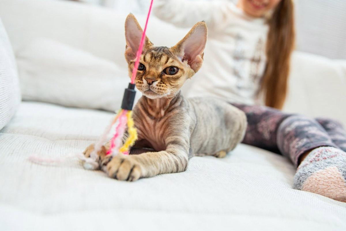 olta oyuncağı patisiyle tutan devon Rex