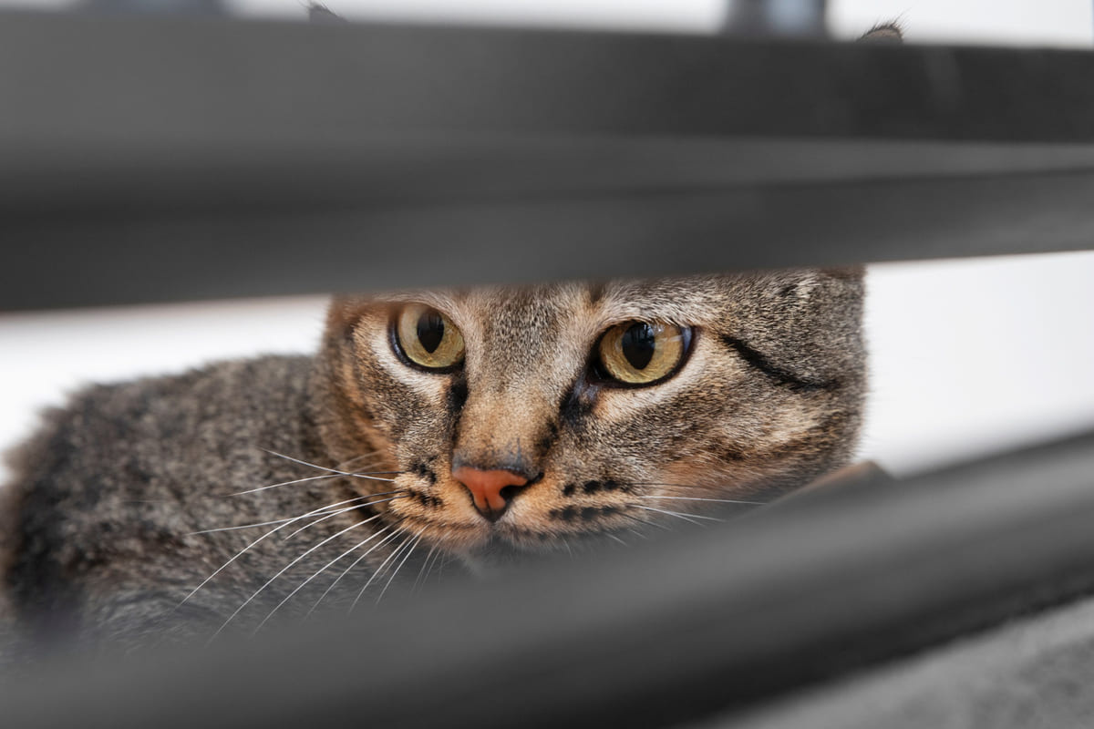 korkmuş kedi yatıyor