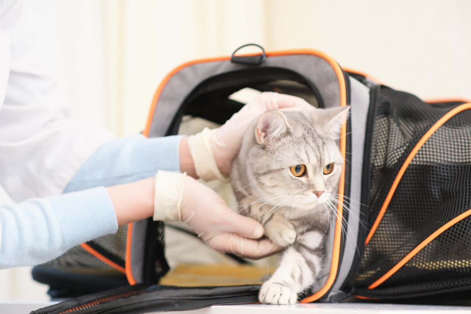fileli taşıma çantasının içerisinde kedi