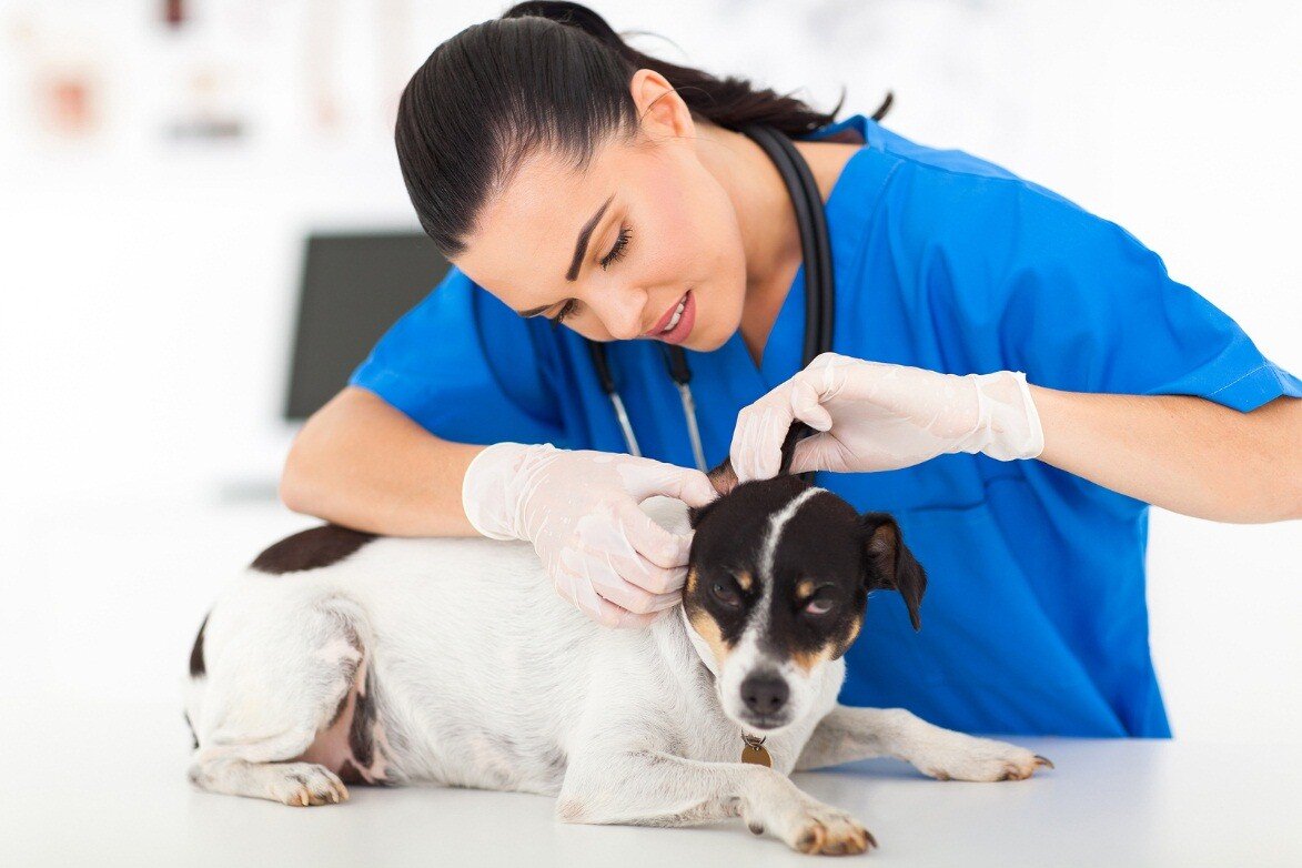 veteriner hekim tarafından kontrol edilen köpek