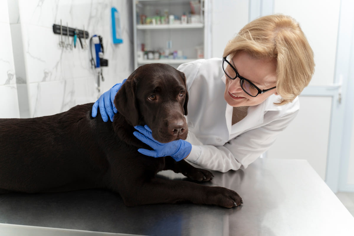 veteriner kontrolünde kahverengi köpek