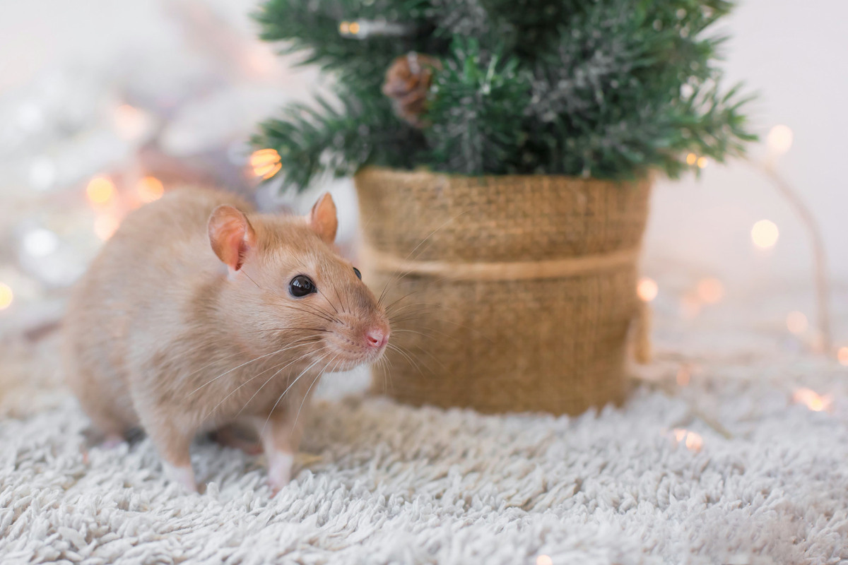 uzun tüylü halıda duran hamster kafesi