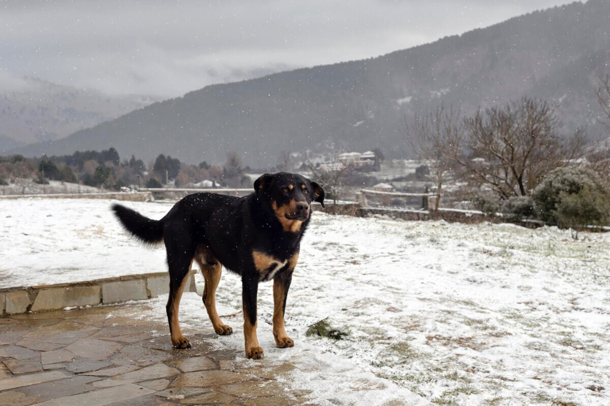 karda tek başına duran siyah köpek