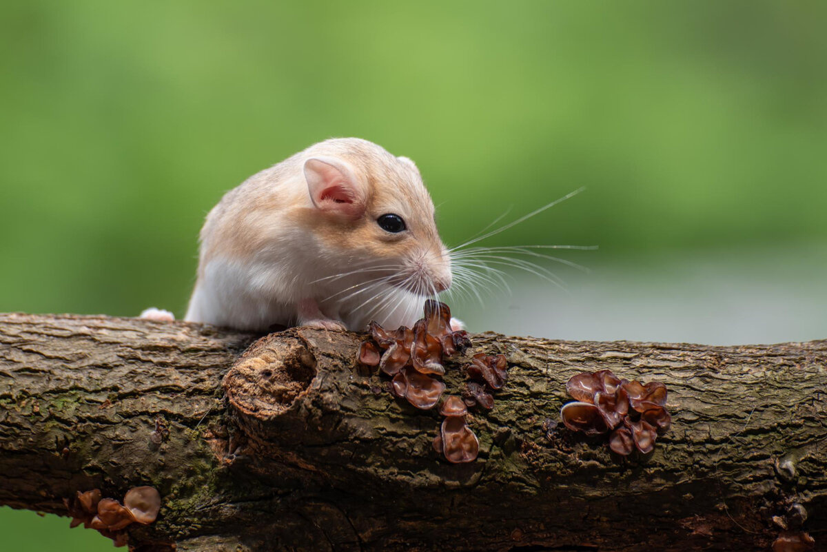 ağaç dalında duran hamster