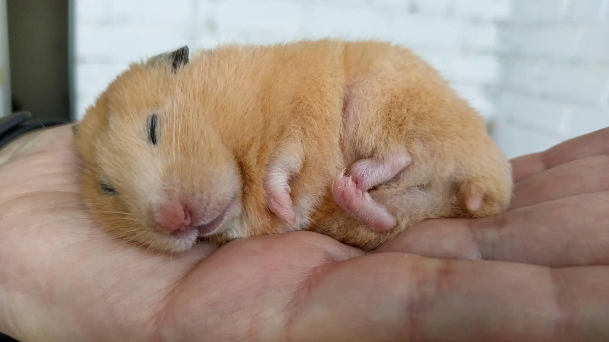 uyuyan hamster