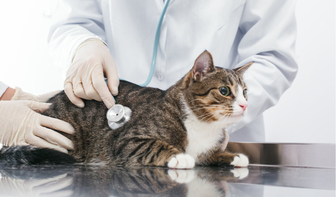 veteriner kontrolünde kedi