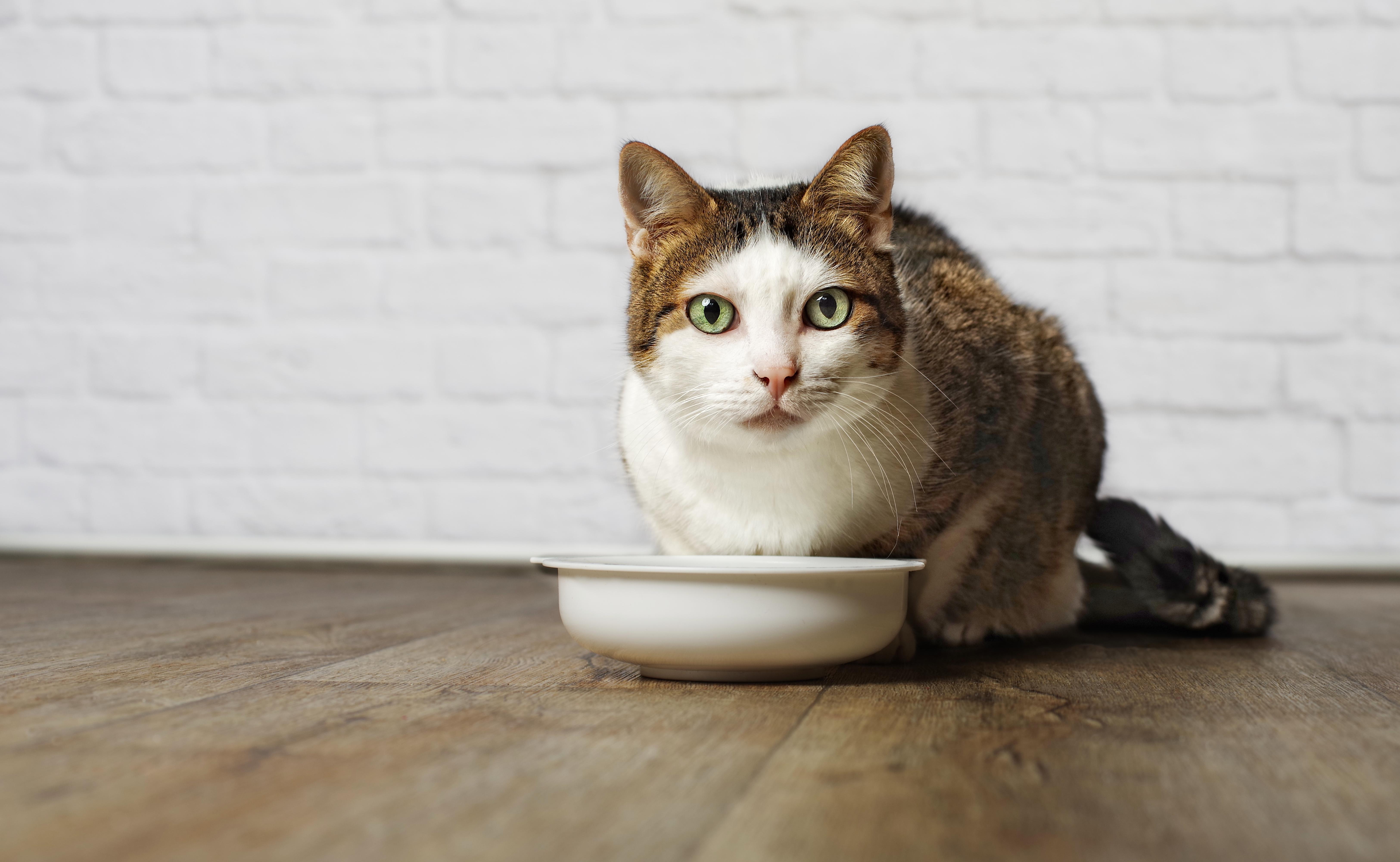 mama tabağının üzerinden karşıya bakan yeşil gözlü kedi