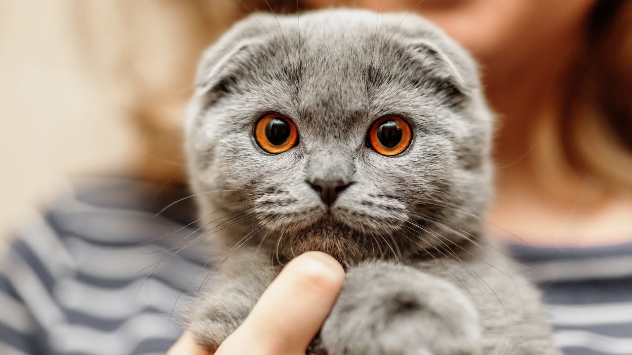 gri kedi, tutuncu gözlü