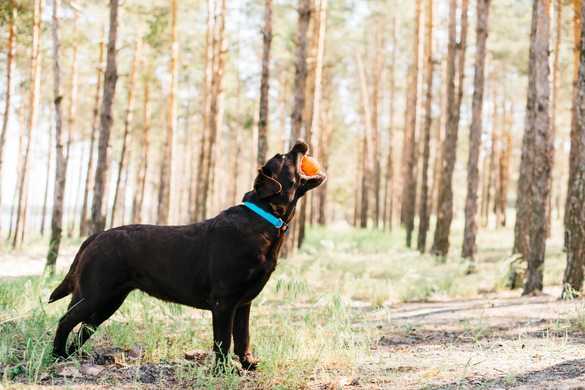 ağzında turuncu top tutan kahverengi köpek