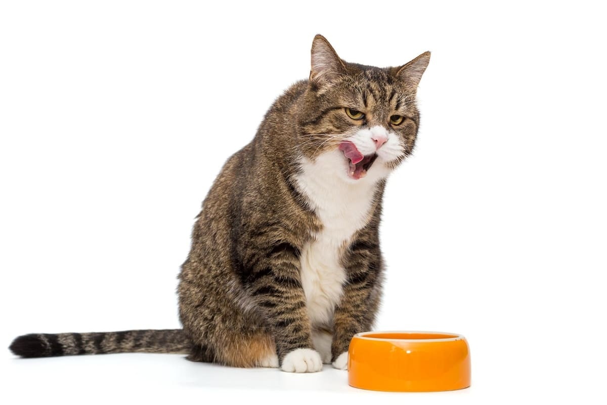 yemekten sonra kendini yalayan kedi