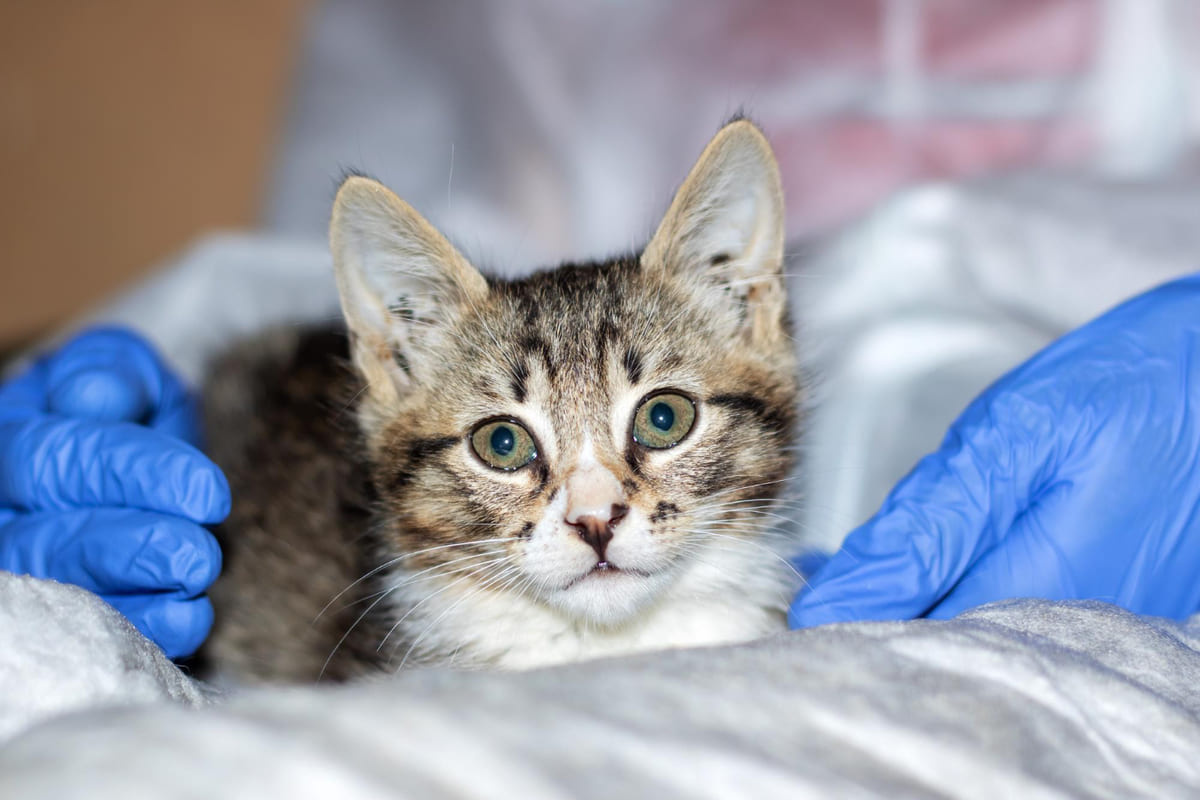 veteriner hekimin kontrolünde kadraja bakan yavru kedi