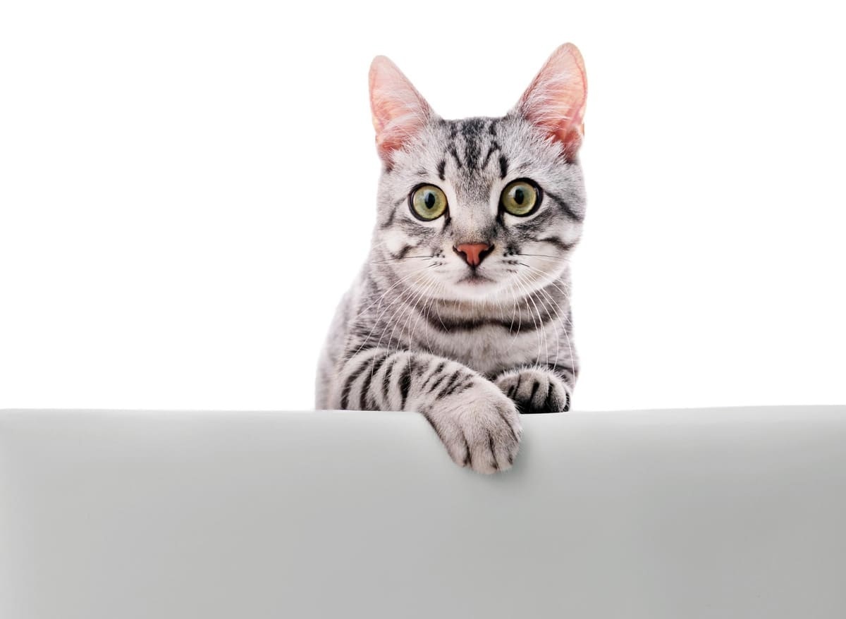 beyaz zeminde meraklı bakan gri tekir kedi