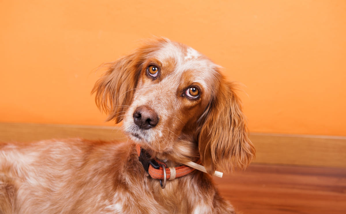 turuncu zeminde meraklı bakan uzun kulaklı köpek