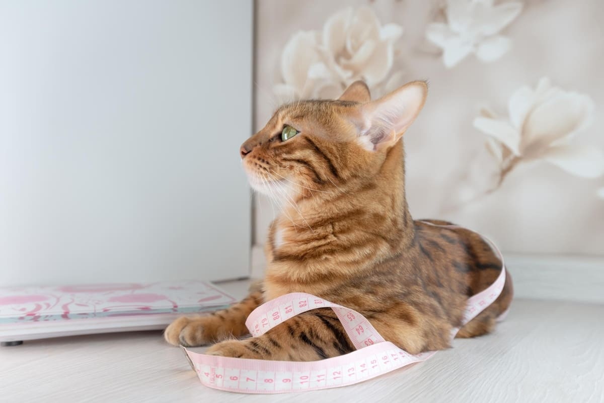 bedenine mezura sarılmış oturan kedi