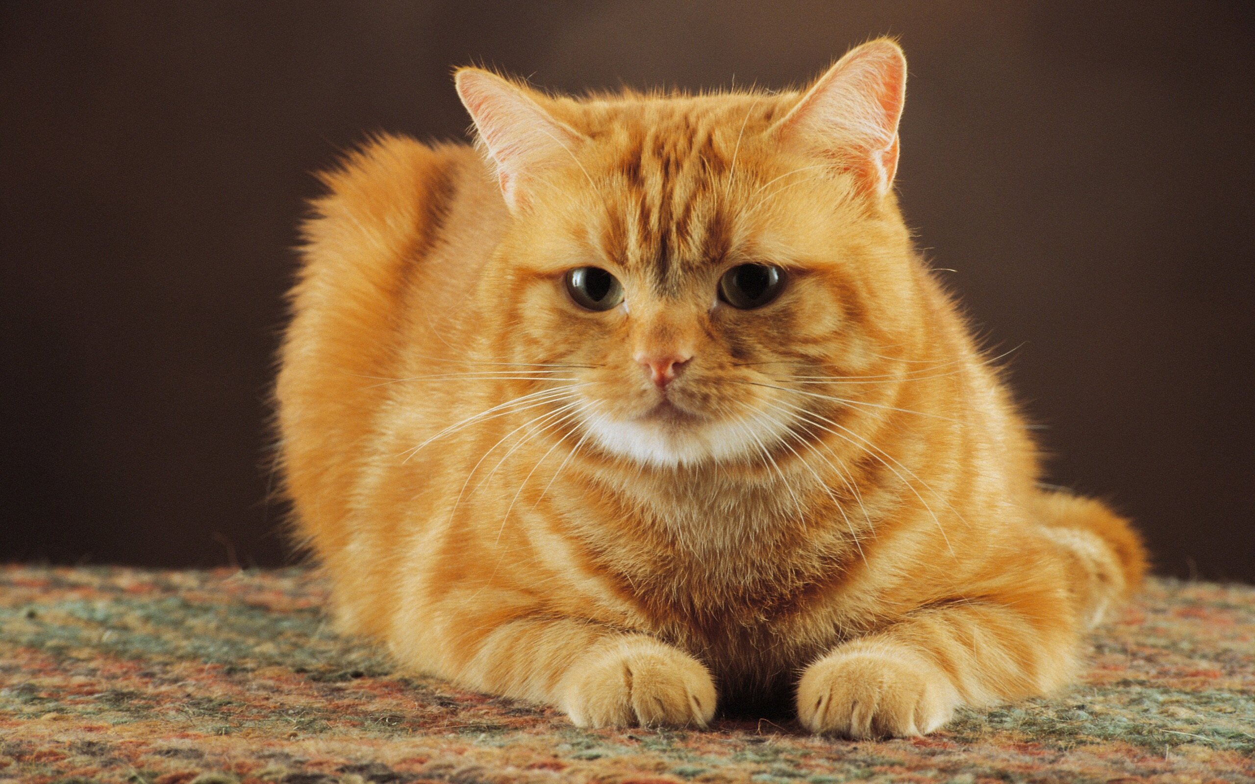 sarı ve turuncu renkli tüylere sahip kedi