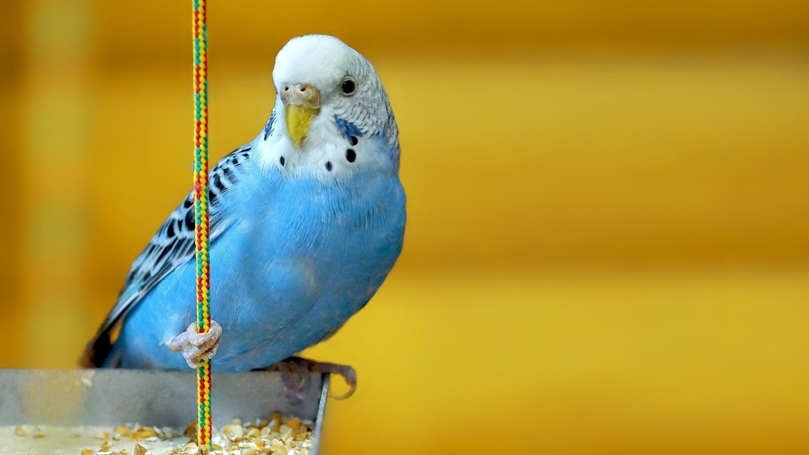 mavi renkli muhabbet kuşu