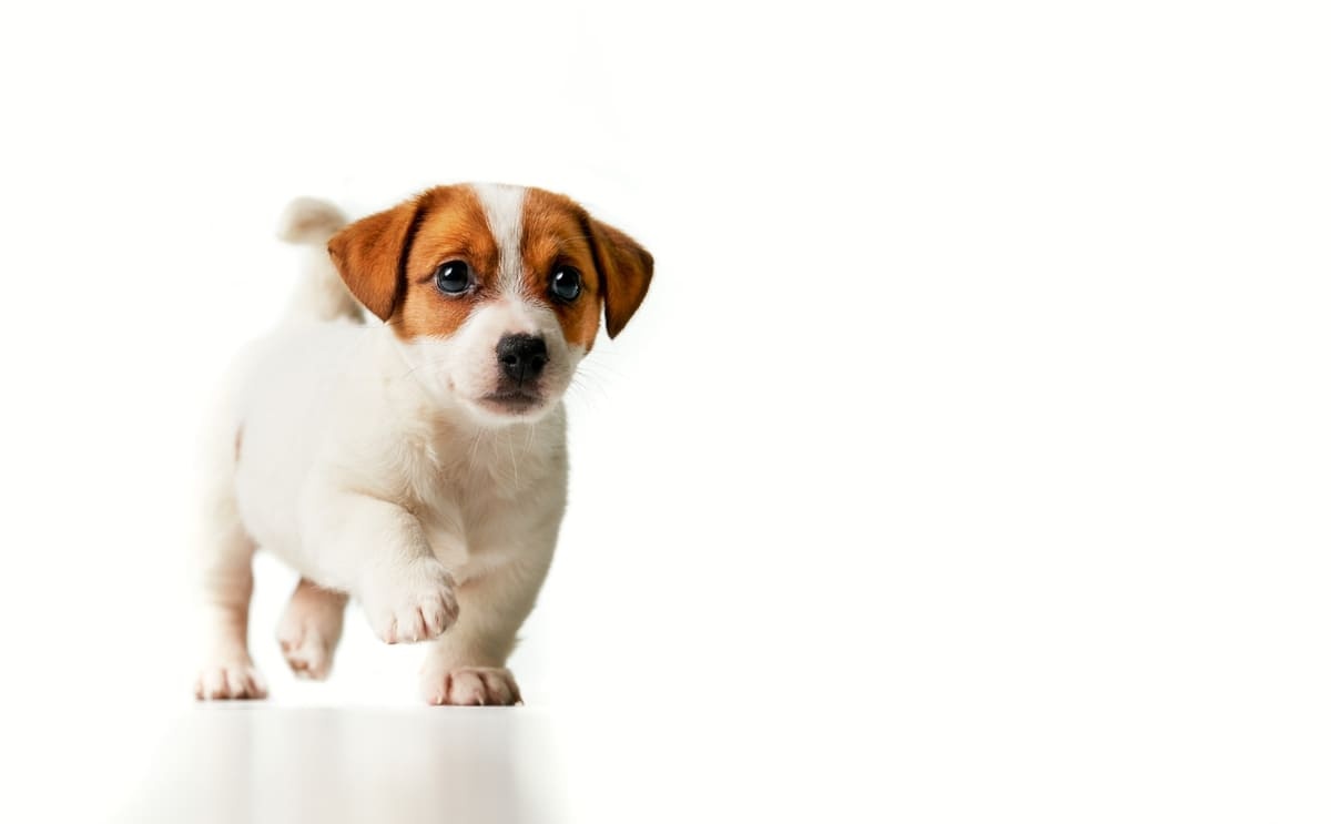 beyaz zeminde yürüyen yavru Jack Russel