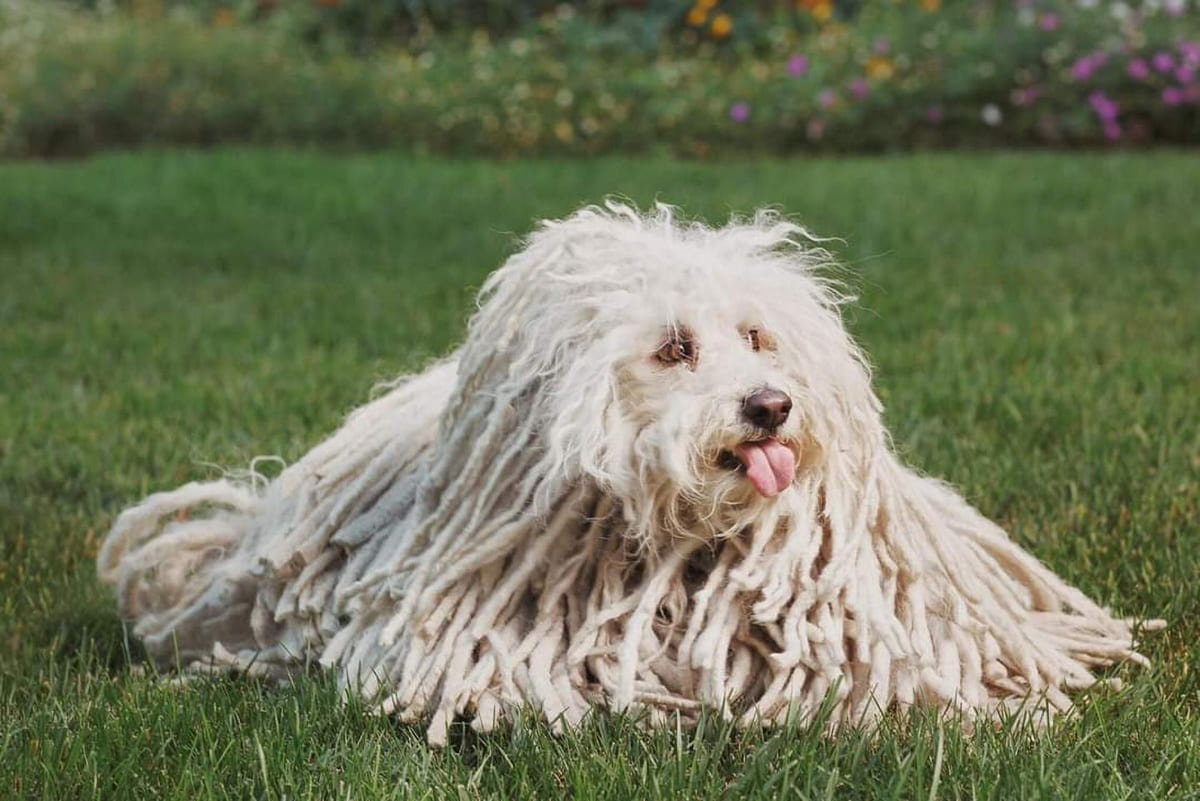 çimlerde yatan paspasa benzeyen köpek