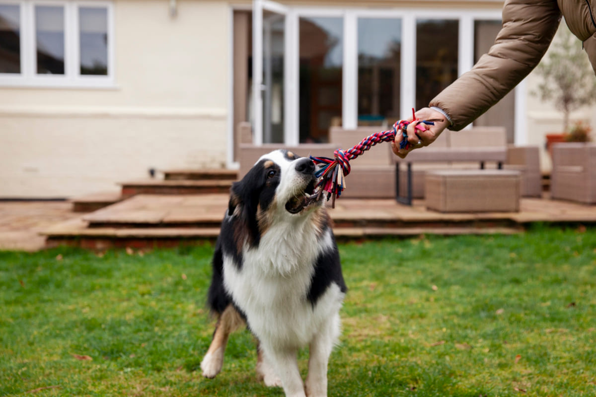 renkli ipi ağzında tutan uzun tüylü köpek