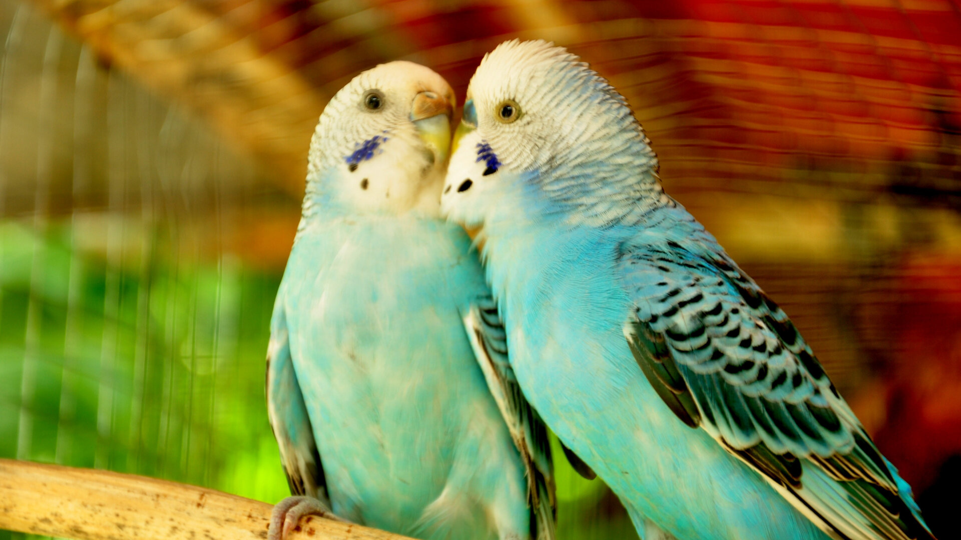 bir çift mavi renkli muhabbet kuşu