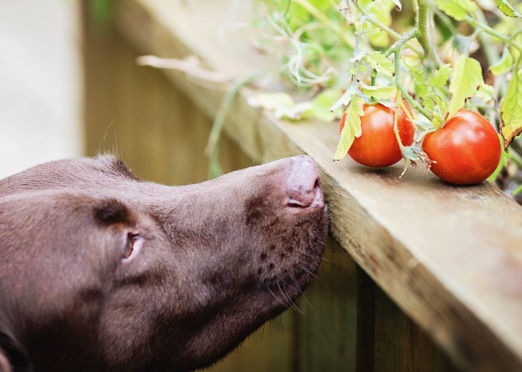 dog approaching tomato plant