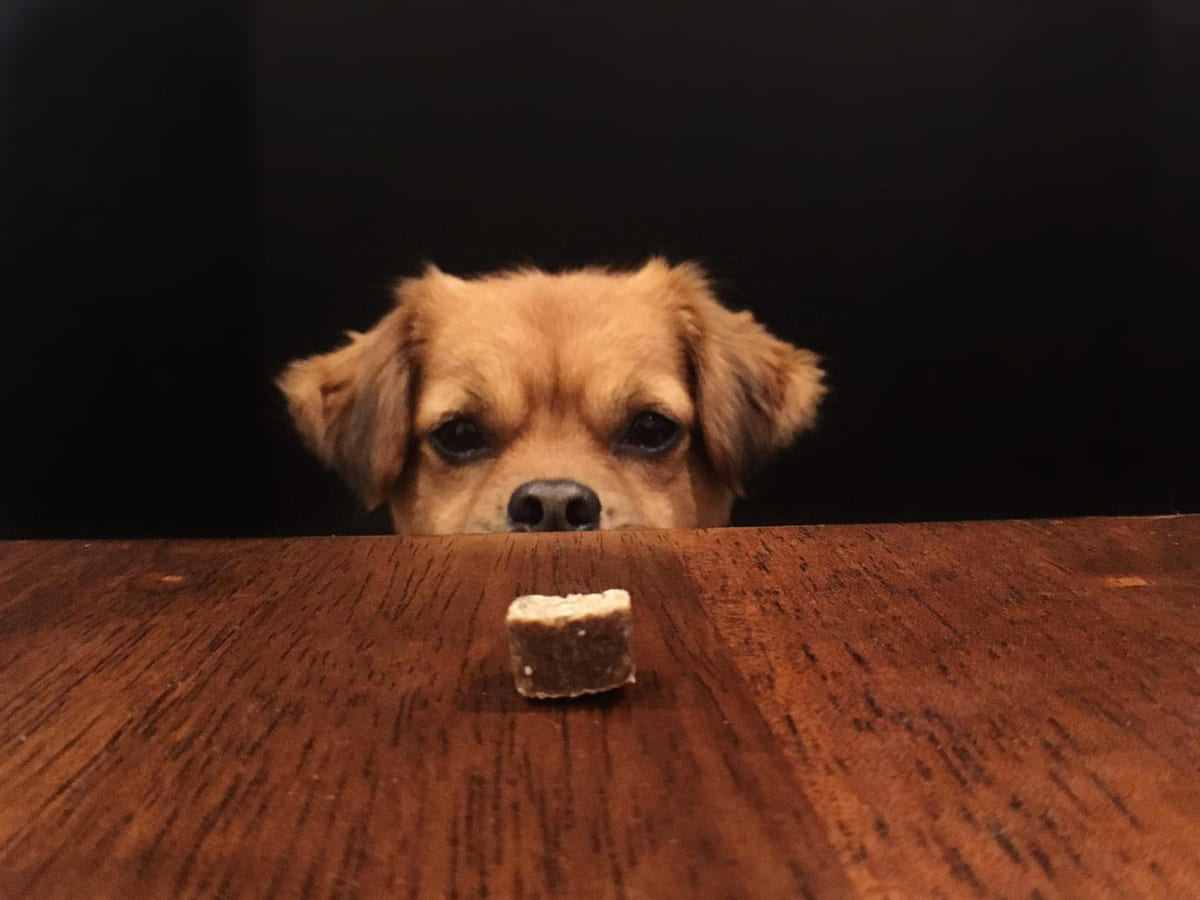 masada duran mama tanesine bakan köpek