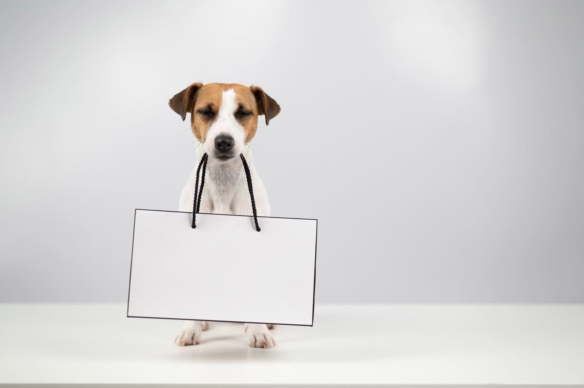 boş  tahta taşıyan köpek