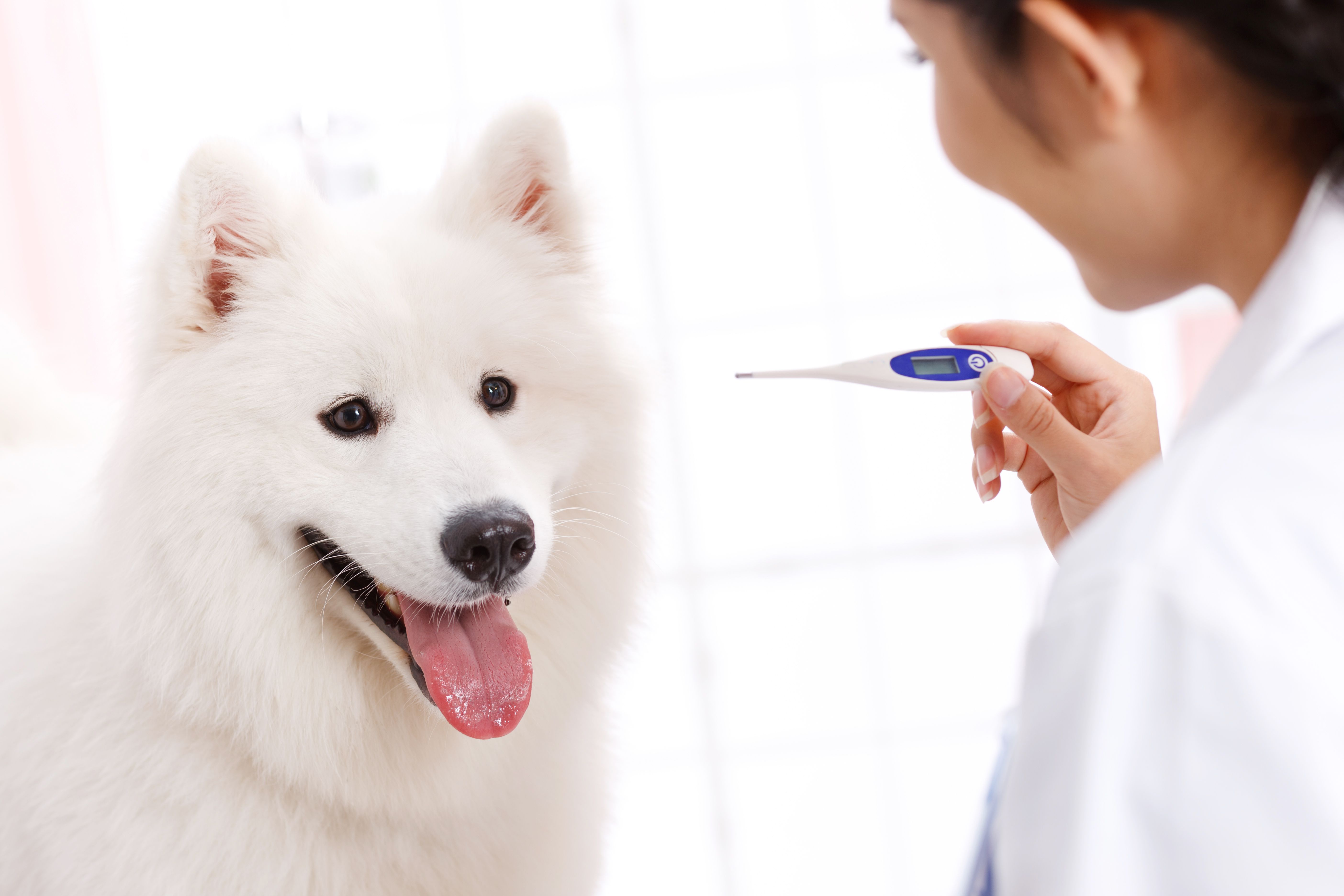 dog looking after veterinarian holding thermometer