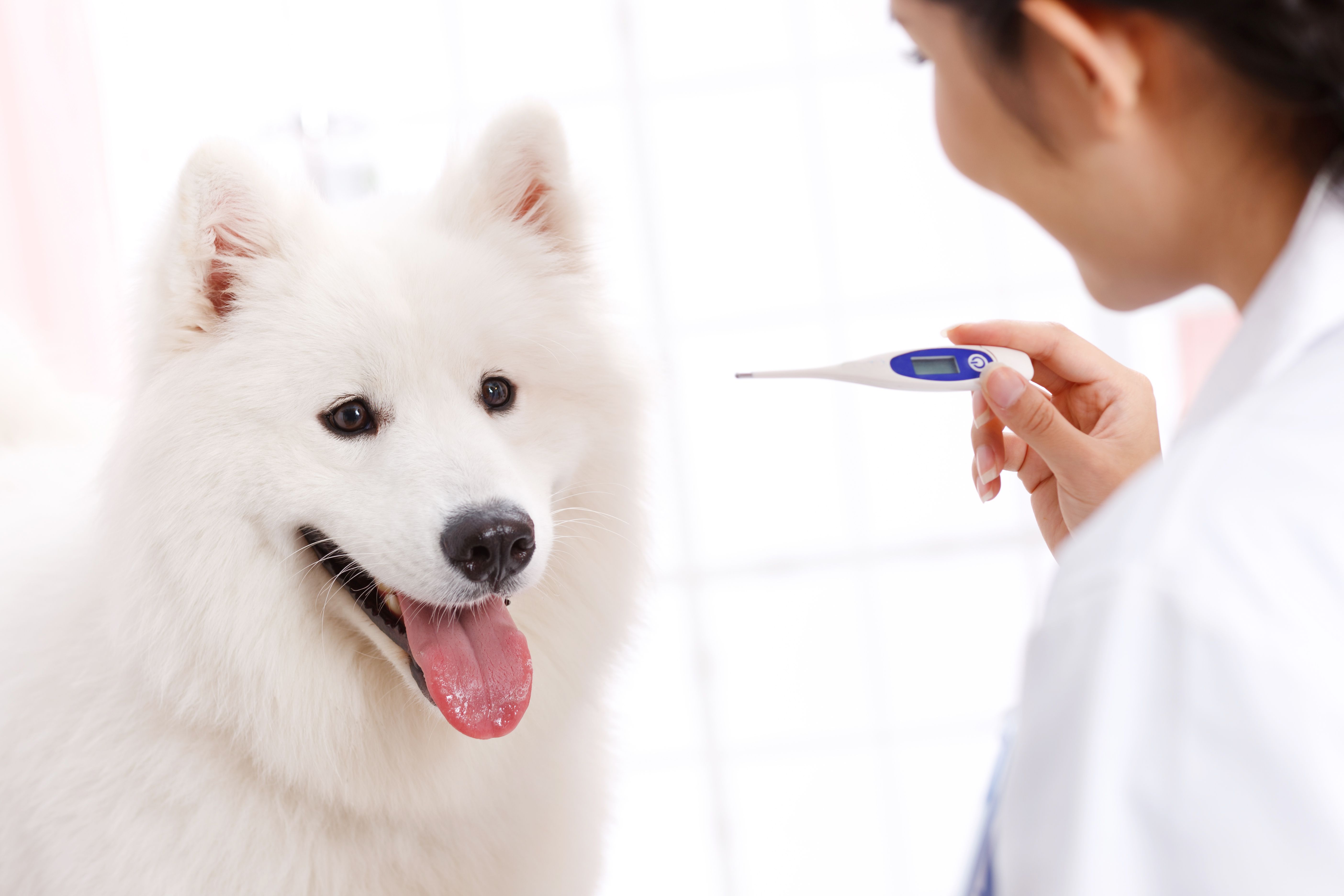 elinde ateş ölçer tutan veteriner hekime bakan köpek