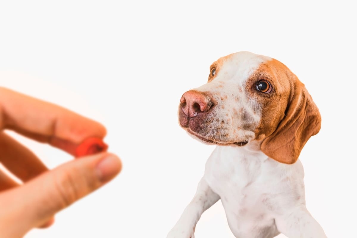 sahibinden takviye almayı bekleyen köpek