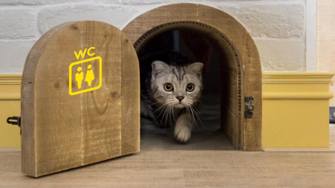 kedi tuvaleti yazan küçük kapıdan dışarı bakan kedi