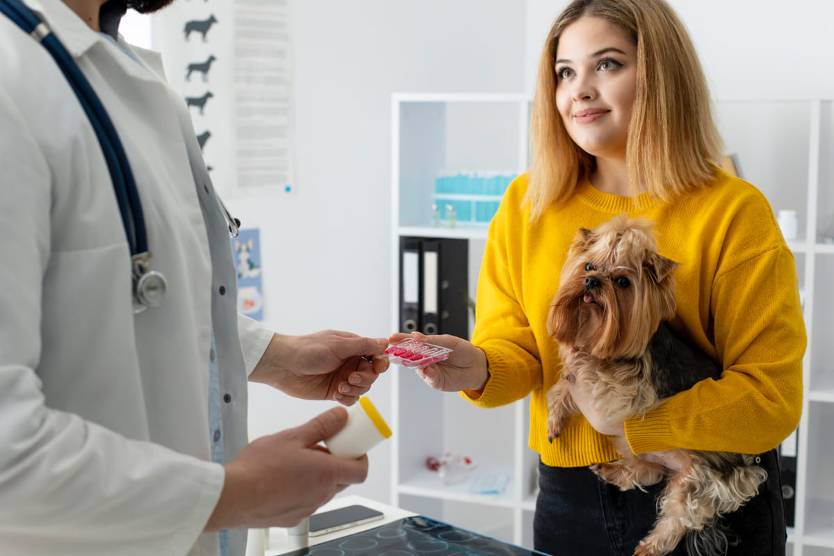 veteriner hekim tarafından takviyeleri planlanan küçük ırk köpek