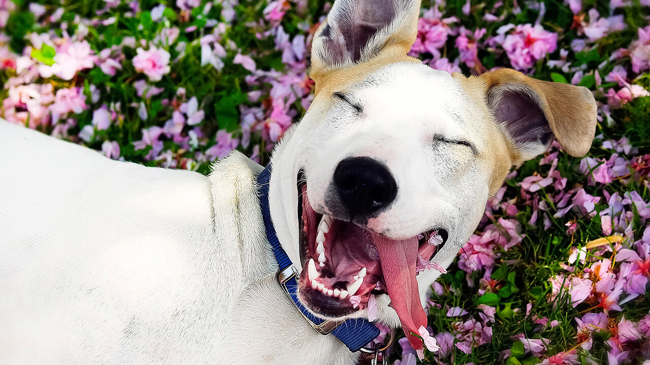 çiçeklerin arasında mutlulukla yatan köpek