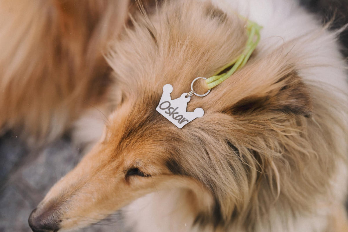 isim tasması başının üzerinde duran köpek