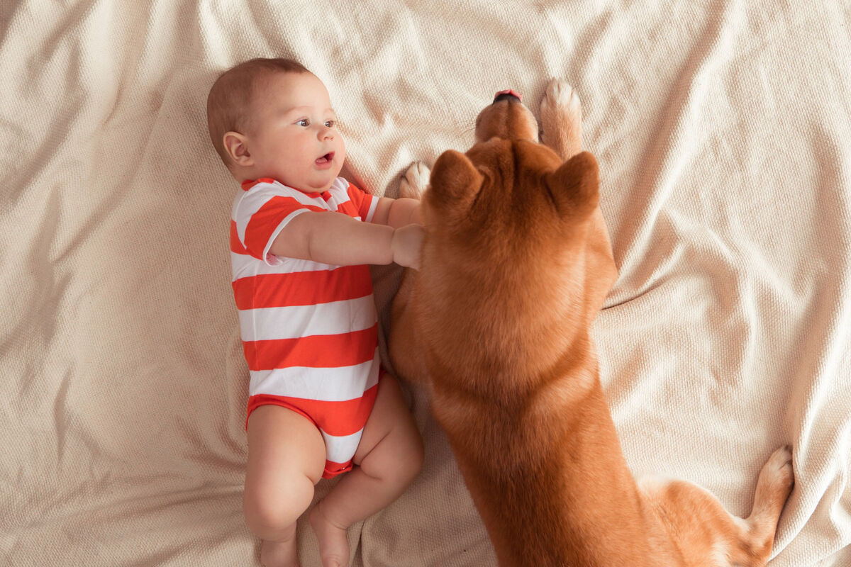 yatan bebek ve yanında duran köpek