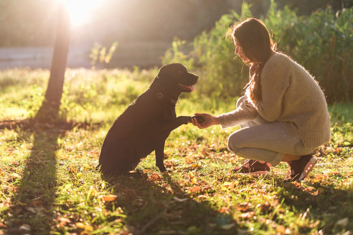 sahibi ile dışarıda zaman geçiren köpek