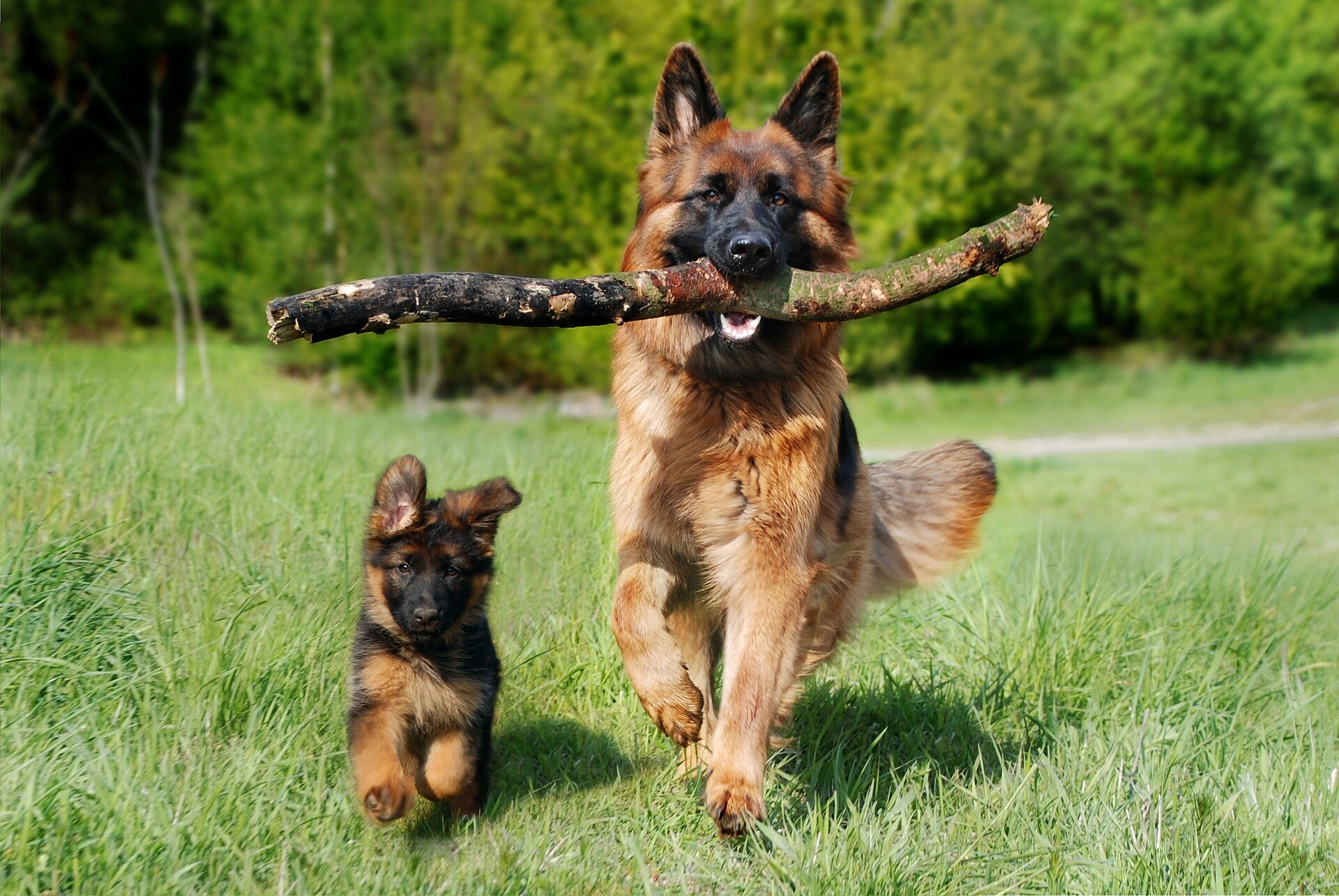 puppies and adult German shepherd dogs run on the grass