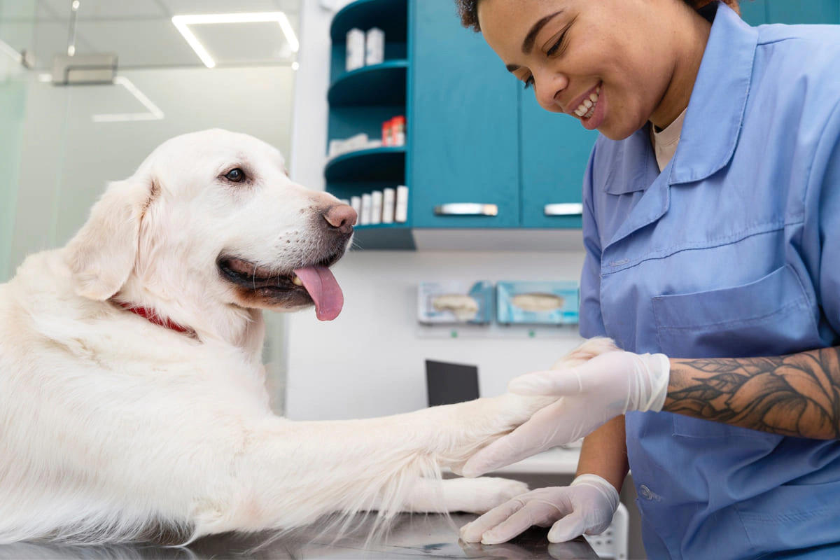köpeğin patisini kontrol eden veteriner hekim