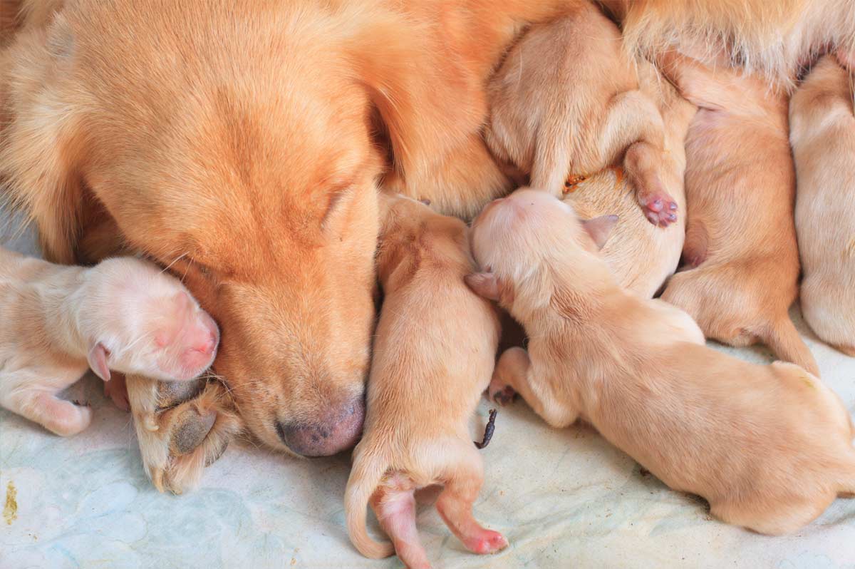 yenidoğan yavrularına bakan anne köpek