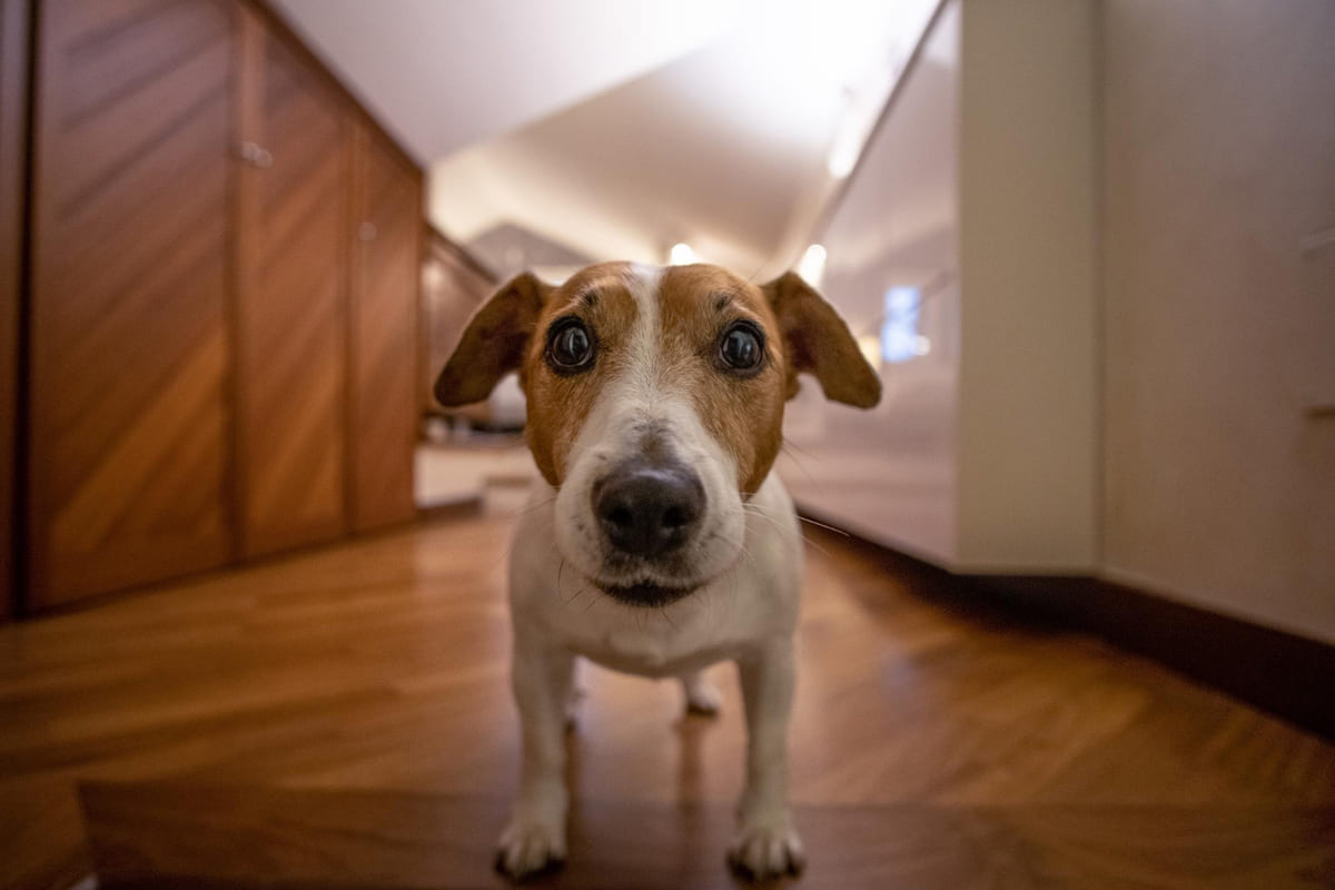 meraklı bakan küçük ırk köpek
