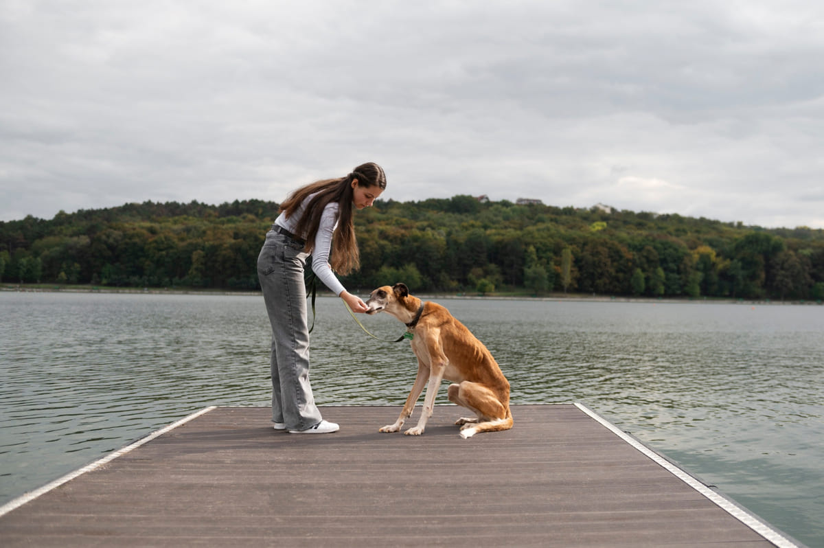 iskelede büyük ırk tazı benzeri köpeğe ödül veriliyor