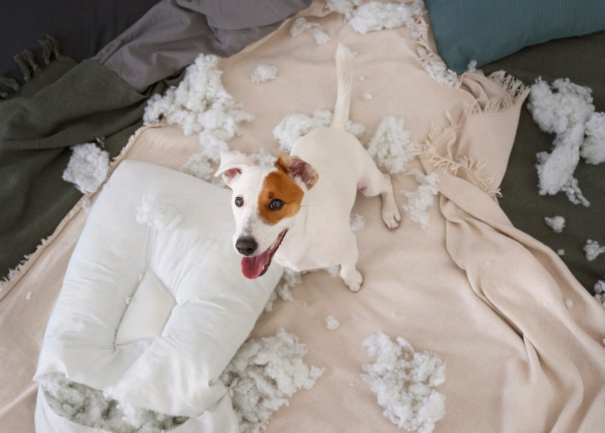 yastığı parçalayıp yatakta duran köpek