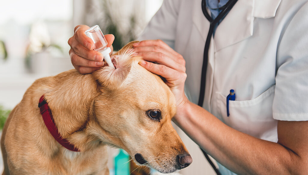 kulak iltihabı tedavisi yapılan köpek