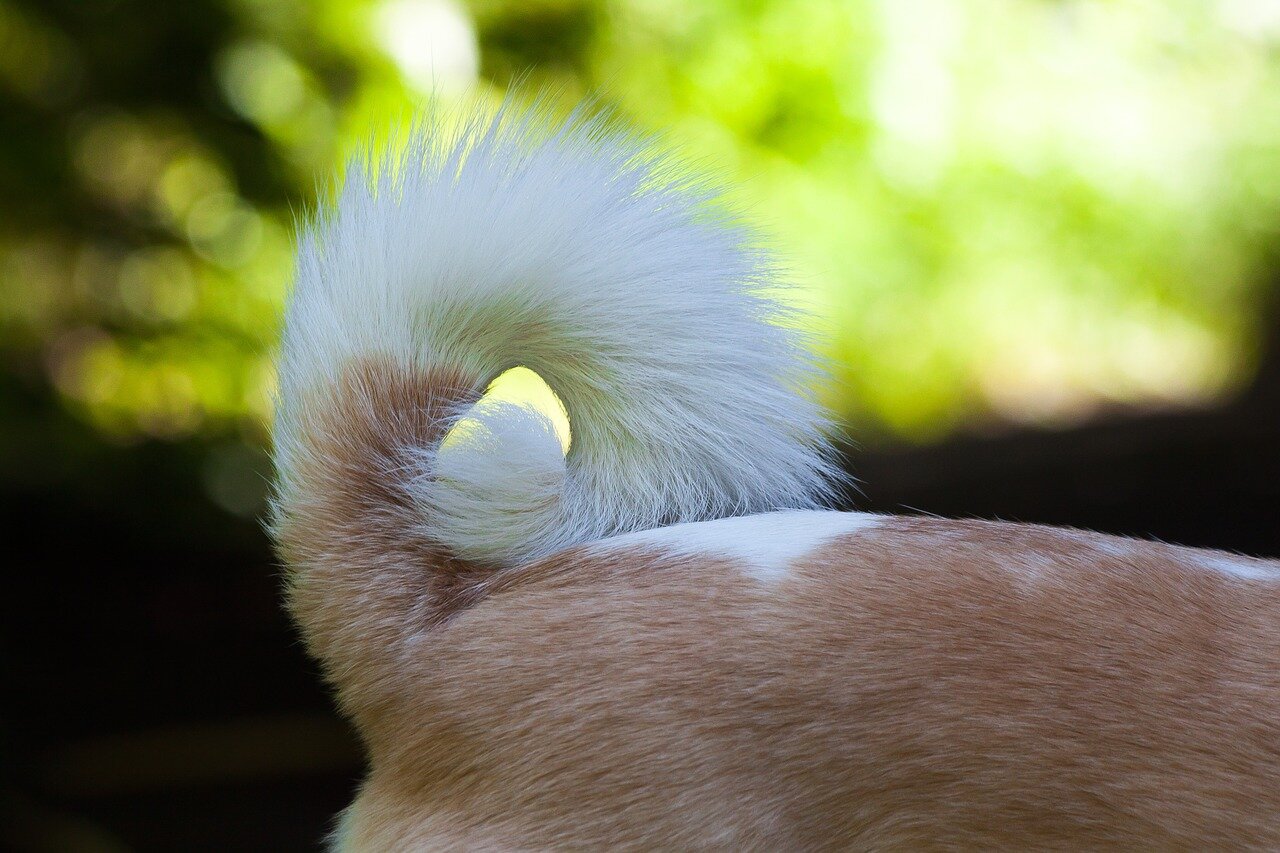 curled dog tail