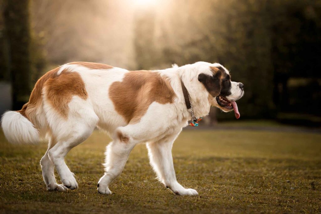 kuyruğu bacaklarının arasında köpek